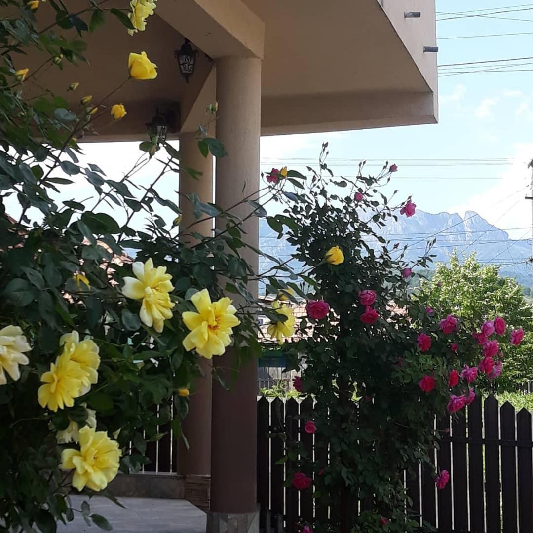 Casa Delia Hotel Calimanesti Exterior photo